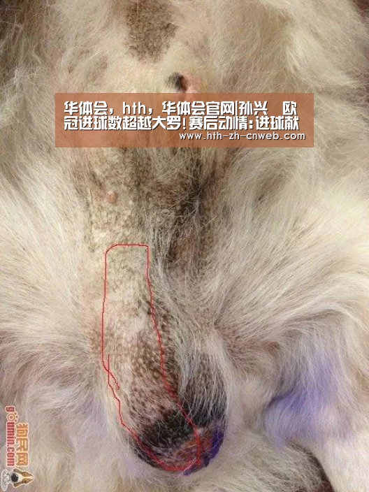 华体会,hth,华体会官网|孙兴慜欧冠进球数超越大罗!赛后动情:进球献给父母(图3) 华体会,hth,华体会官网